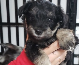 Schnauzer (Miniature) Puppy for sale in STURGIS, KY, USA