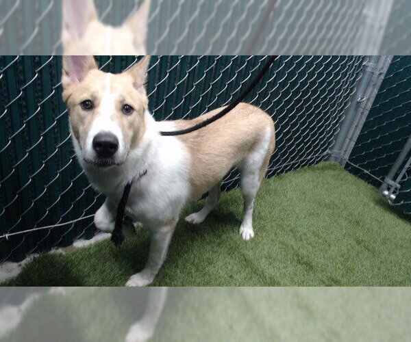 Medium Photo #1 Gerberian Shepsky Puppy For Sale in Downey, CA, USA