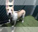 SAMBA - Female Gerberian Shepsky Dog for Adoption - Small photo