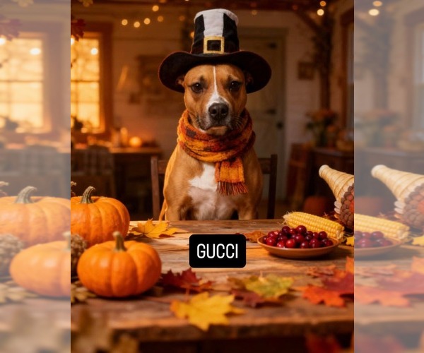 Medium Photo #1 Mutt Puppy For Sale in Westwood, NJ, USA