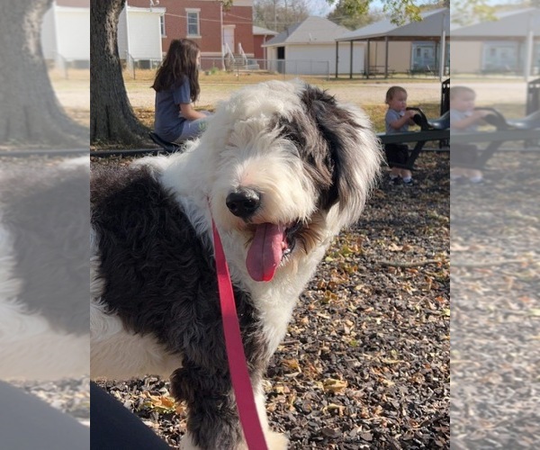 Medium Photo #1 Sheepadoodle Puppy For Sale in YATES CENTER, KS, USA