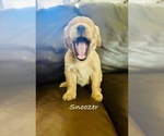 Small Photo #20 Golden Retriever Puppy For Sale in HAMPSTEAD, NC, USA