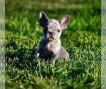 Small #1 French Bulldog
