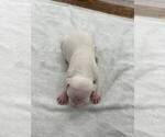 Small #1 American Bulldog