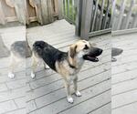 Small #5 German Shepherd Dog