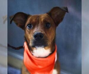 Black Mouth Cur-Unknown Mix Dogs for adoption in San Antonio, TX, USA