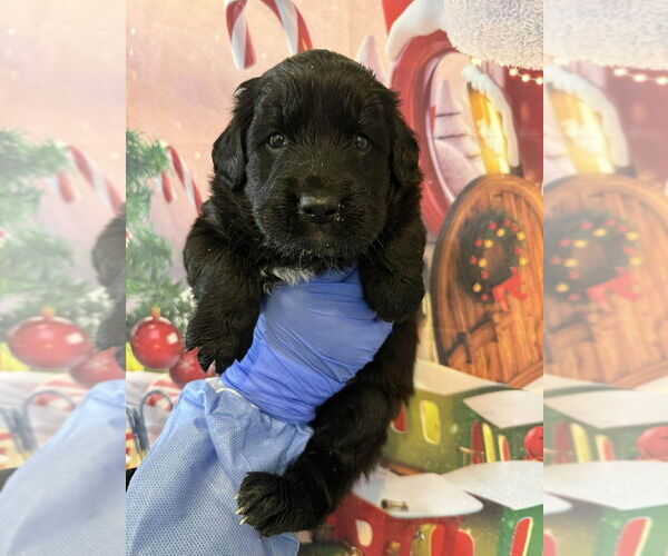 Medium Photo #2 Catahoula Leopard Dog-Labrador Retriever Mix Puppy For Sale in New York, NY, USA