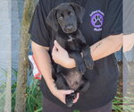 Small #2 Mutt