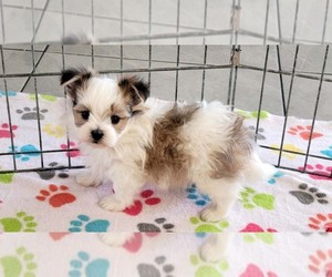 Papitese Puppy for sale in ORO VALLEY, AZ, USA