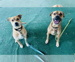 Small #2 Labrador Retriever Mix