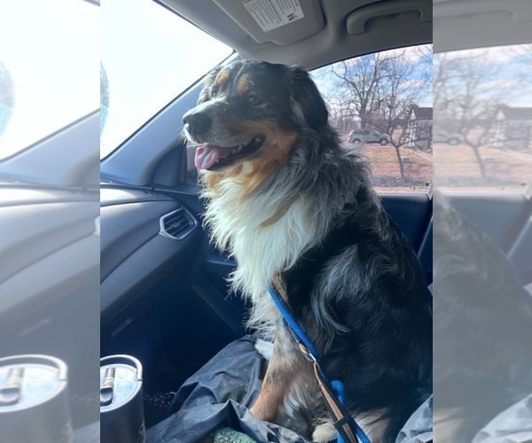 Medium Photo #1 Australian Shepherd Puppy For Sale in HARRISON, OH, USA