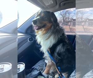 Father of the Australian Shepherd puppies born on 04/24/2026