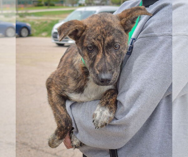 Medium Photo #8 German Shepherd Dog-Red Heeler Mix Puppy For Sale in Huntley, IL, USA