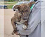 Small #7 German Shepherd Dog-Red Heeler Mix