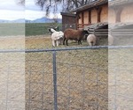 Small Photo #10 Great Pyrenees Puppy For Sale in RONAN, MT, USA