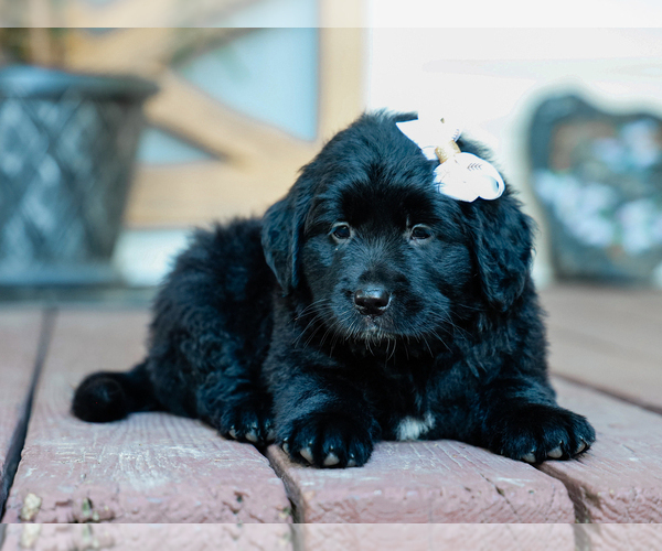Medium Photo #1 Australian Retriever Puppy For Sale in LIBERTY, KY, USA