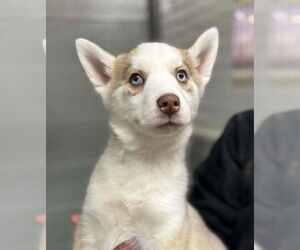 Siberian Husky Dogs for adoption in Matawan, NJ, USA