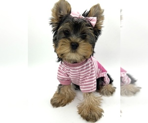 Yorkshire Terrier Puppy for sale in CORAL SPRINGS, FL, USA