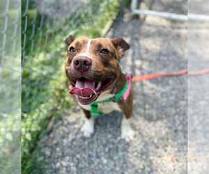 Snickers - Female American Staffordshire Terrier Dog for Adoption - Photo #2