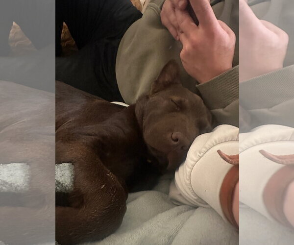 Medium Photo #9 Labrador Retriever-Unknown Mix Puppy For Sale in Sandy, UT, USA