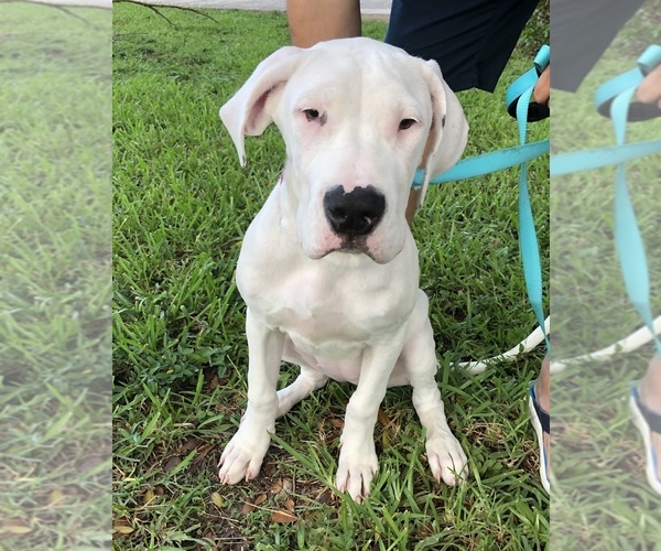 View Ad: Dogo Argentino Puppy for Sale near Florida, DORAL, USA. ADN-140450