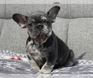 French Bulldog Puppy for sale in NEW YORK, NY, USA