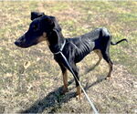 Small #4 Doberman Pinscher