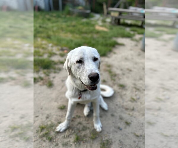Medium Photo #3 Akbash-Great Pyrenees Mix Puppy For Sale in Spring, TX, USA