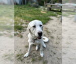 Small #2 Akbash-Great Pyrenees Mix