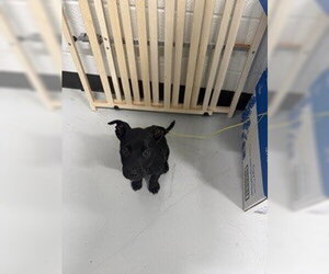 Mutt Dogs for adoption in Temple, TX, USA