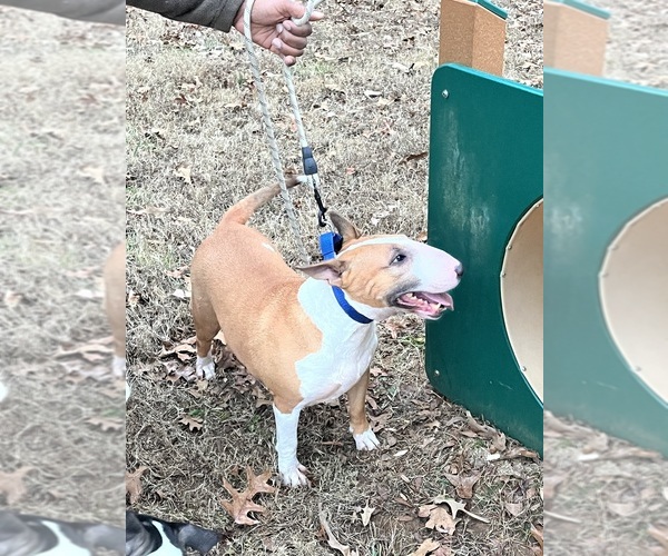 Medium Photo #1 Bull Terrier Puppy For Sale in DECATUR, TN, USA