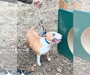 Bull Terrier Dogs for adoption in DECATUR, TN, USA