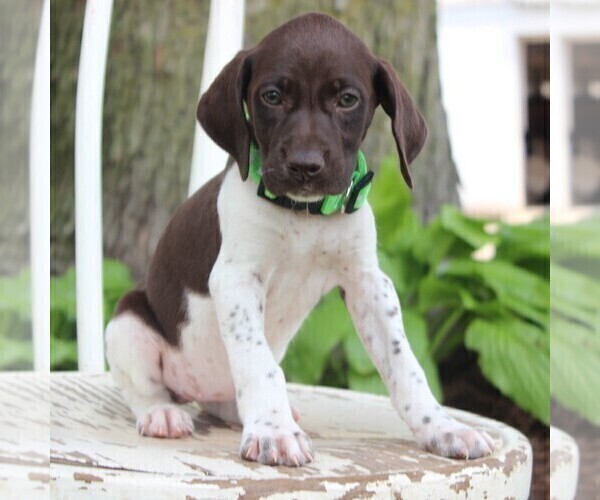 Medium Photo #8 German Shorthaired Pointer Puppy For Sale in NARVON, PA, USA
