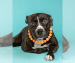 Small #4 American Pit Bull Terrier-Labrador Retriever Mix