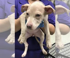 American Pit Bull Terrier Dogs for adoption in Conroe, TX, USA