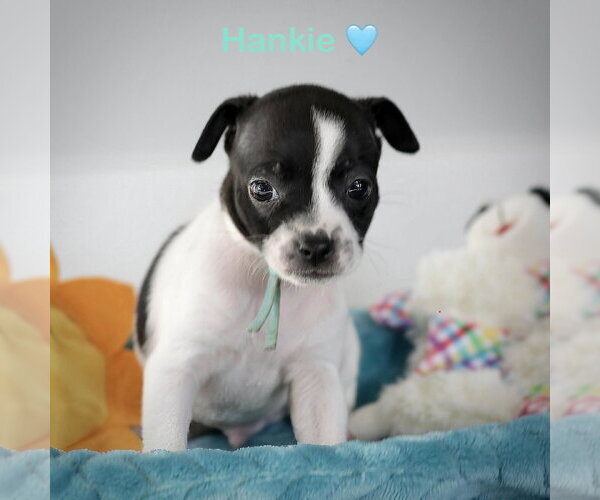 Medium Photo #5 Chihuahua-Unknown Mix Puppy For Sale in Corona, CA, USA
