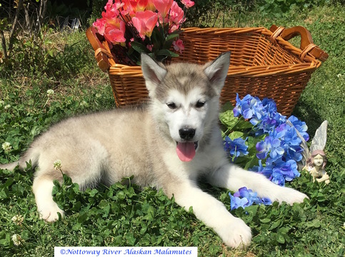 Medium Photo #1 Alaskan Malamute Puppy For Sale in COURTLAND, VA, USA