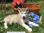 Small Photo #1 Alaskan Malamute Puppy For Sale in COURTLAND, VA, USA