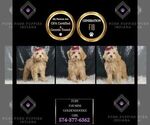 Puppy Fury F1B Goldendoodle (Miniature)