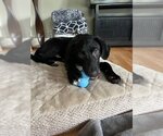 Small Photo #1 Labrador Retriever-Unknown Mix Puppy For Sale in Bellevue, WA, USA