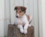 Small #1 Collie