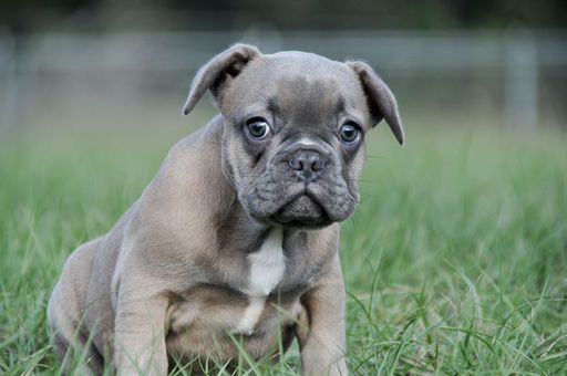 Medium Photo #1 French Bulldog Puppy For Sale in HASTINGS, FL, USA