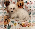 Small #7 Poochon