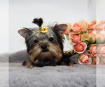 Small #3 Yorkshire Terrier