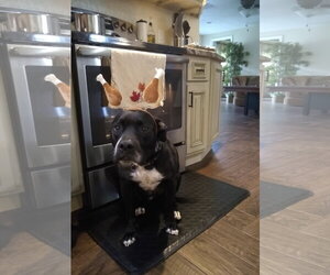 Rosie - Female Boxer-Unknown Mix Dog for Adoption - Photo #15