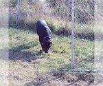 Small #8 German Shorthaired Lab