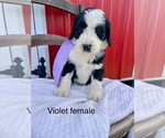 Small #9 Bernedoodle