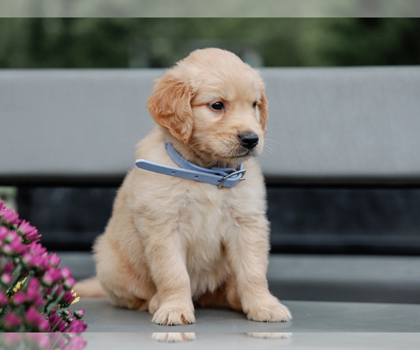 Medium Photo #3 Golden Retriever Puppy For Sale in LIBERTY, KY, USA