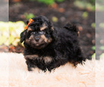 Small #2 Goldendoodle (Miniature)
