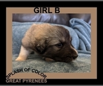 Small Photo #3 Great Pyrenees Puppy For Sale in CHARLOTTE, MI, USA